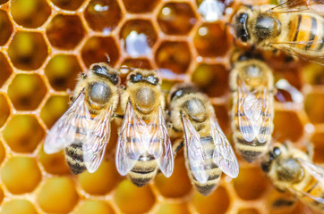 Hardworking honey bees on honeycomb in apiary in late summertime 