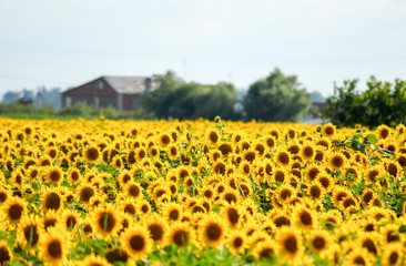 Obraz premium field of blooming sunflowers