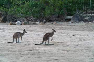 Kängurus bei Sonnenaufgang am Meer in Queensland Australien