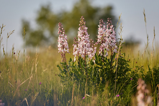 Beautiful wildflowers in the springtime (Dictamnus albus)