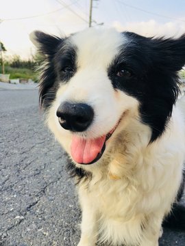 Happy outdoor portrait of border collie