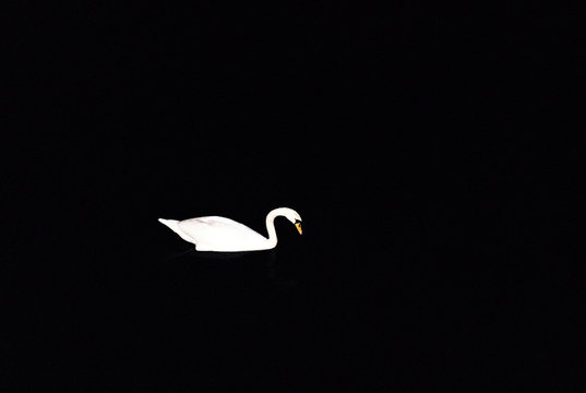 White swan on dark water