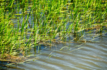Field of rice in the rice paddies