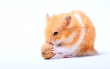 hamster with a walnut on a white background