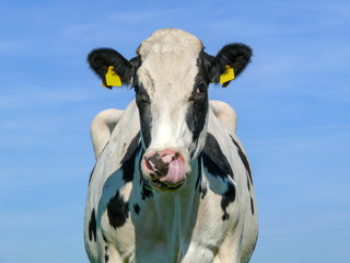 Nose-picking cow, black and white with ear tags in front of a blue sky.