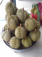 closeup durian fruit of thailand