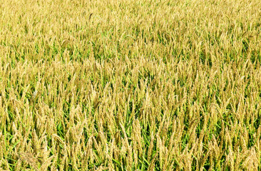 Field of rice in the rice paddies