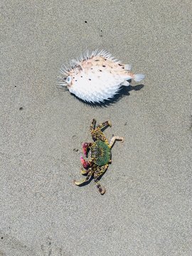 Pufferfish and colourful crab on the sand at the beach