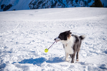 Obraz premium Dog playing in the snow with a tennis ball