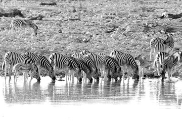 Fototapeta na wymiar Group of zebras drinking at a waterhole