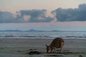 Fototapeta na wymiar Kängurus bei Sonnenaufgang am Meer in Queensland Australien