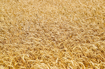 field of wheat