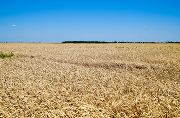 field of wheat
