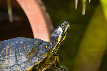 Schildkröte in freier Wildbahn