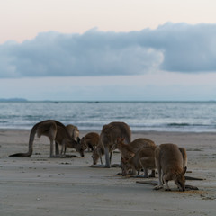 Naklejka premium Kängurus bei Sonnenaufgang am Meer in Queensland Australien