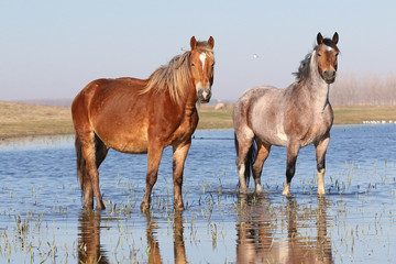 Two wild horses on the watering place