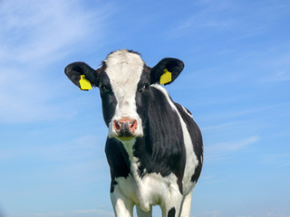 Dopey young black mottled cow, frontal view, blue sky background