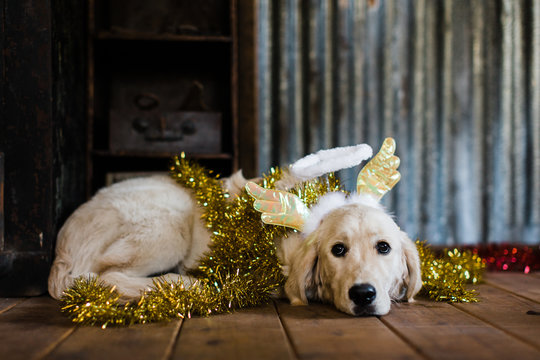 Christmas dog