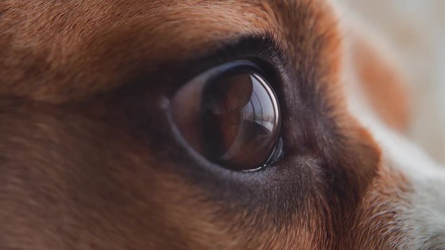 Close-up macro depth of field: details of the dog's eyes, nose, mouth that blinks and waits for the owner. Beautiful red dog Beagle eye. Soft warm light, slow motion, close-up. 4K. Red Epic