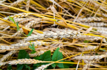 field of wheat