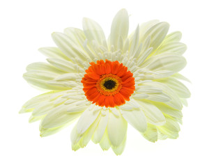 orange gerbera flower isolated on white background