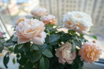 Flowers sitting quietly by the window,that's where the photographer's marriage start