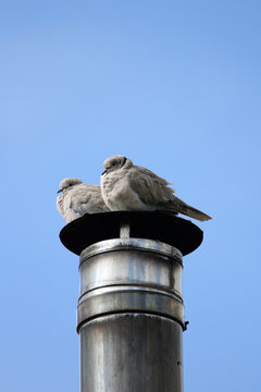 cosy collared dove copuple resting on chimney