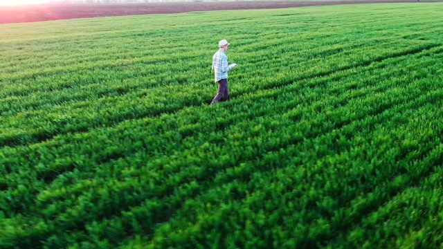 Farmer walking green field in spring aerial video at sunset. Agriculture industry concept, organic farmig, growing wheat. Green field ripening at spring season, agricultural landscape