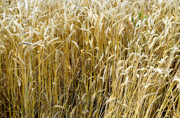 field of wheat