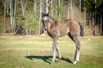 Naklejka na ściany i meble portrait of young foal with white spot on forehead