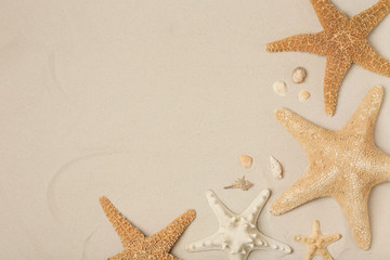 Seashells and starfishes on beach sand, top view with space for text