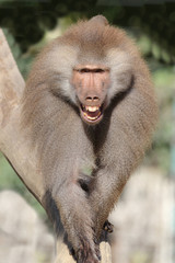Mantelpavian / Hamadryas Baboon / Papio hamadryas...