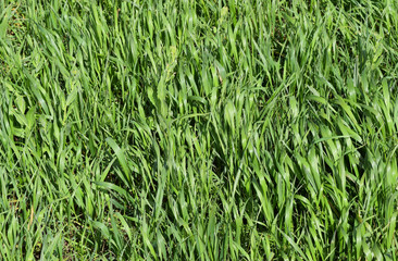 Field of young green barley