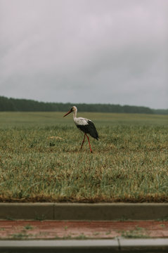 Lonely stork walking on the grass.