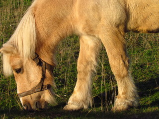 Cute beige pony with a halter grazing on an autumn meadow, calming shot from landscape