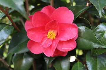Flowers of Camellia