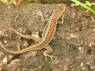 lava lizard
