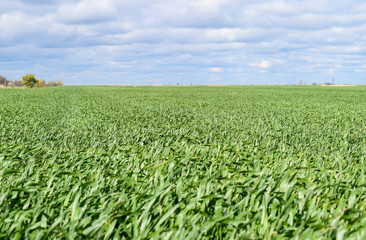 Fototapeta na wymiar Field of young green barley