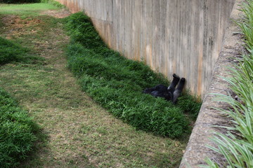 Obraz premium gorilla relaxing with feet up