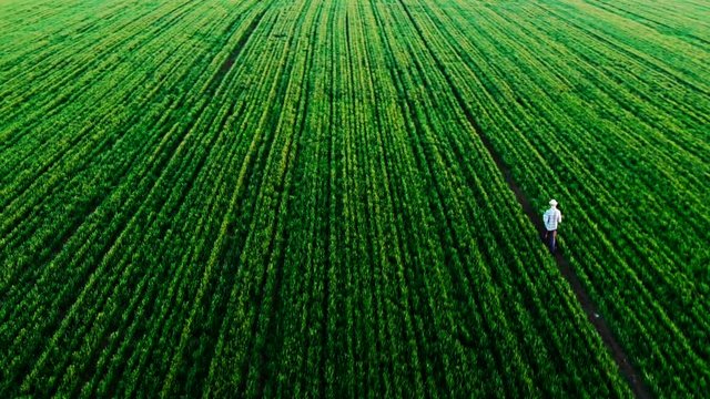 Farmer walking green field in spring aerial video at sunset. Agriculture industry concept, organic farmig, growing wheat. Green field ripening at spring season, agricultural landscape