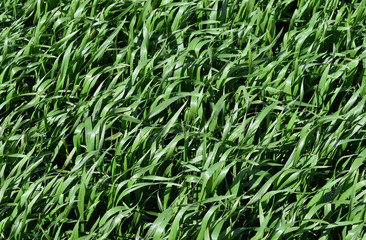 Obraz premium Pole młodego zielonego jęczmienia