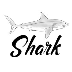 Shark fish vector illustration