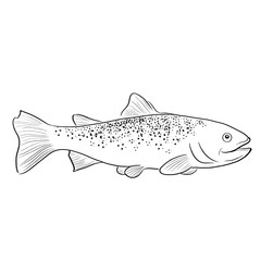 Mirror carp fish vector illustration
