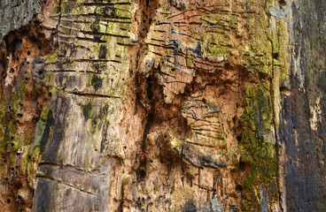 Structure of a sick tree eating parasites