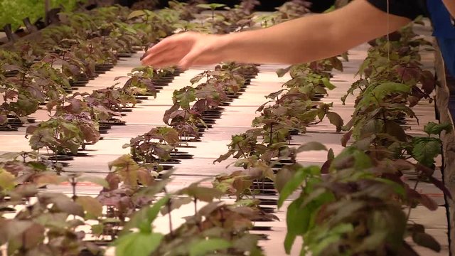 Growing plants by aquaponics under special lamps
