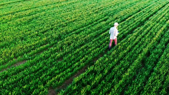 Farmer walking green field in spring aerial video at sunset. Agriculture industry concept, organic farmig, growing wheat. Green field ripening at spring season, agricultural landscape
