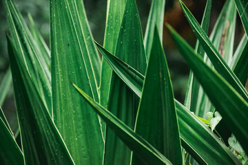 Agave plant