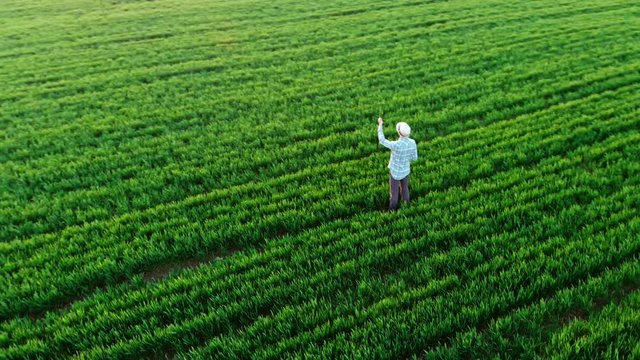 Farmer walking green field in spring aerial video at sunset. Agriculture industry concept, organic farmig, growing wheat. Green field ripening at spring season, agricultural landscape