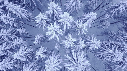 Camera rotation above treetops of snowy young pine trees in beautiful blue winter forest with no people Aerial video shot in 4K on UHD camera