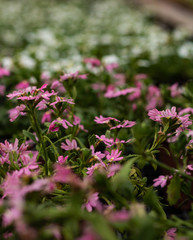 Obraz premium flowers
